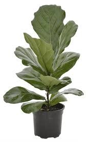 FICUS LYRATA 15CM
