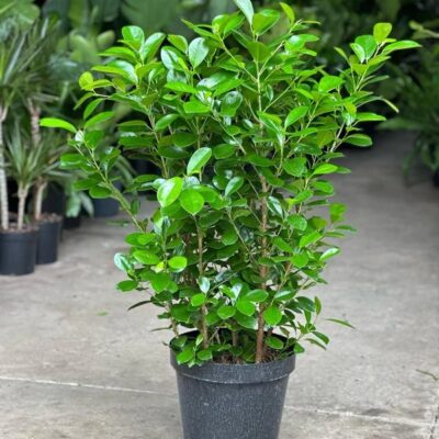 FICUS MOCLAIME 19CM