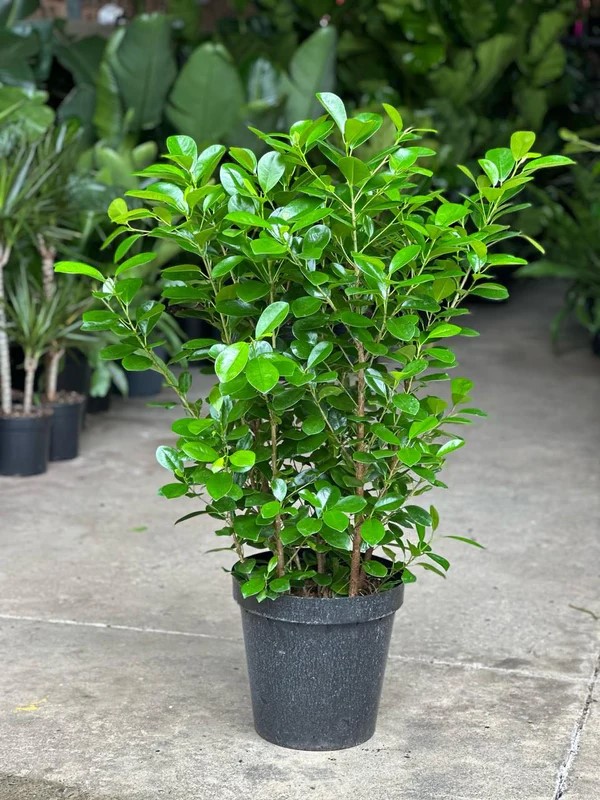 FICUS MOCLAIME 19CM