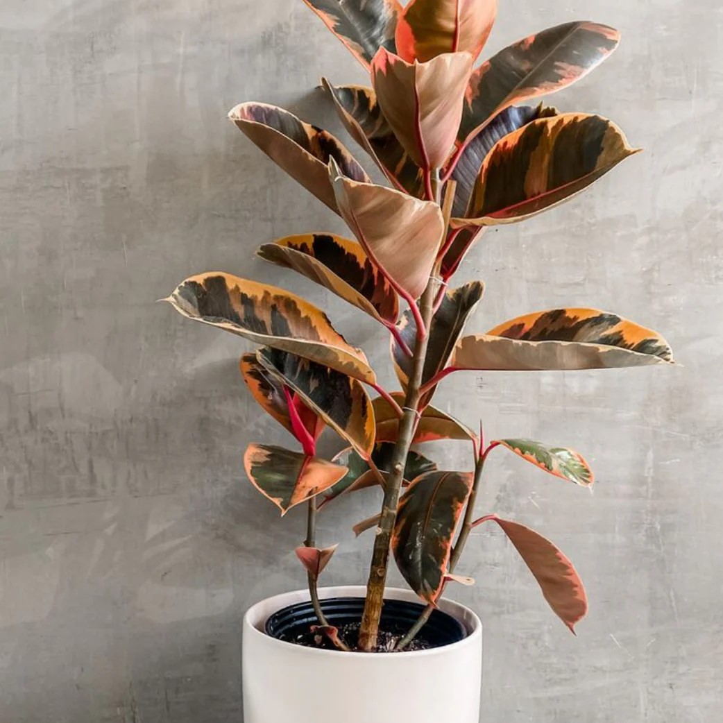 FICUS ROBUSTA ELASTICA PINK 19CM