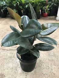 FICUS ROBUSTA ELASTICA ABIDJAN 19CM