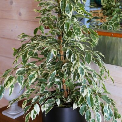 FICUS STARLIGHT 30CM