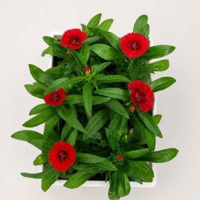 DIANTHUS RED 6 PACK
