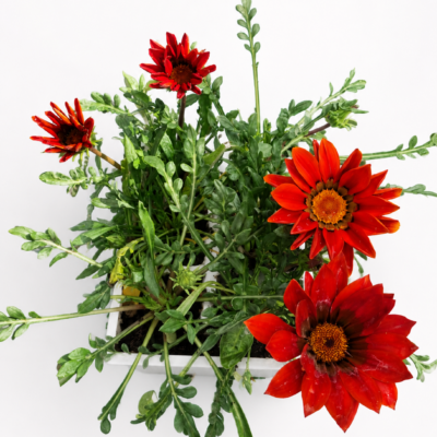 GAZANIA RED VARIOUS 6 PACK