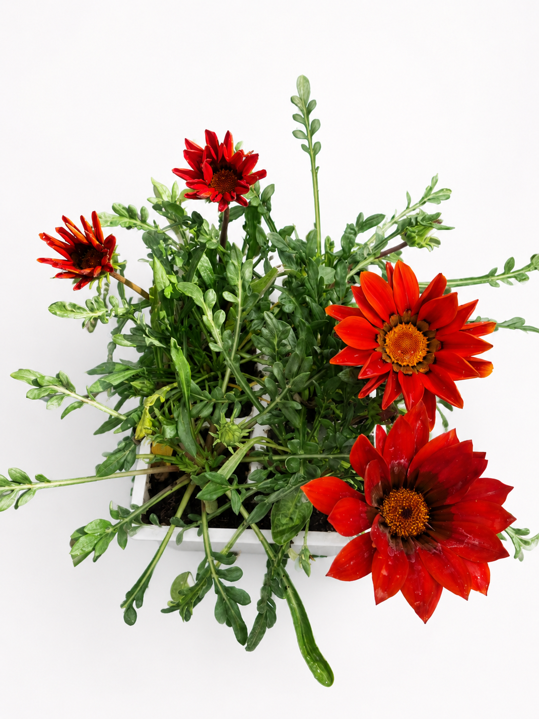 GAZANIA RED VARIOUS 6 PACK