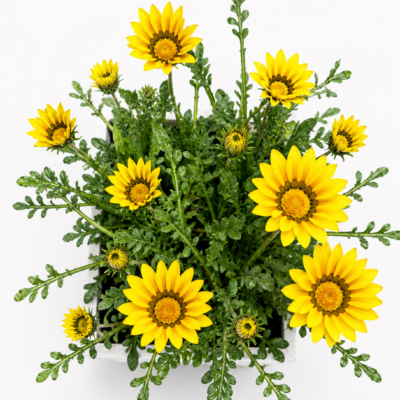 GAZANIA YELLOW VARIOUS 6 PACK