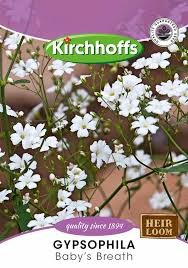GYPSOPHILA BABY'S BREATH SEEDS