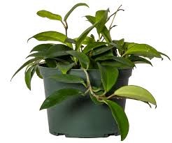 HOYA GREEN 14CM