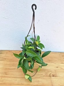 HOYA HANGING BASKET