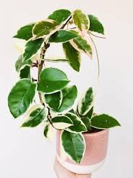 HOYA VARIEGATED 14CM