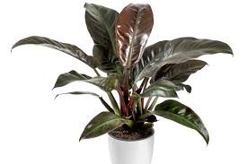 PHILODENRON IMPERIAL RED 23CM