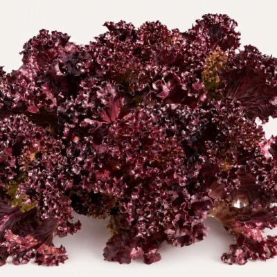 LETTUCE LOLA ROSE 6 PACK