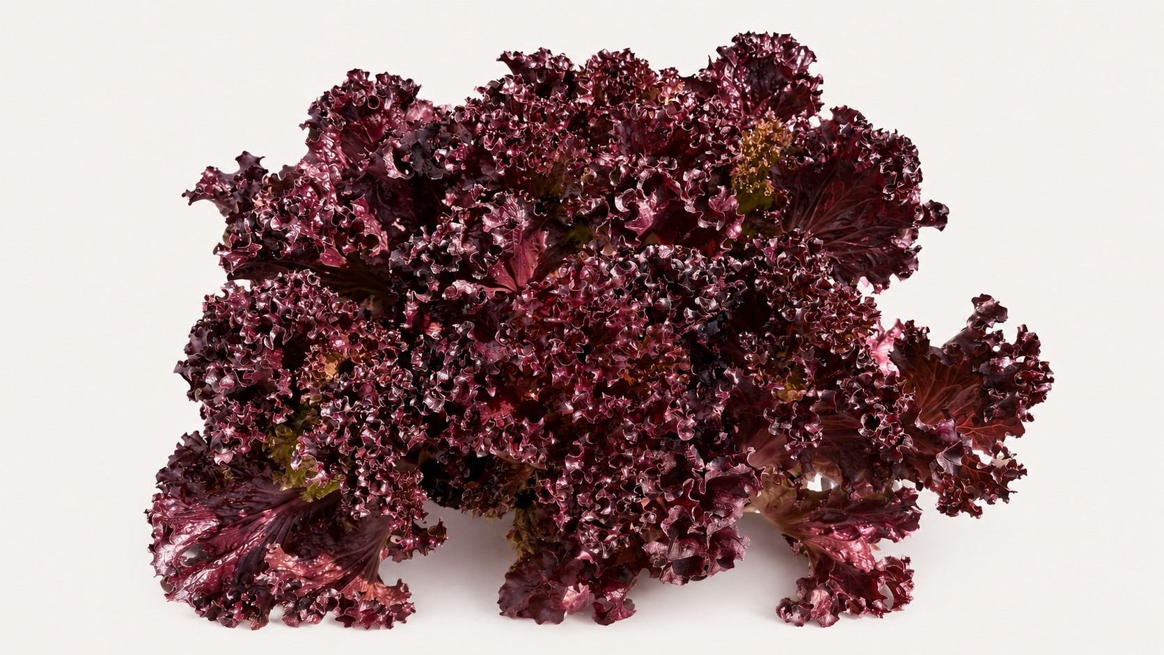 LETTUCE LOLA ROSE 6 PACK