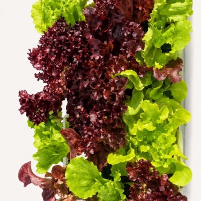 LETTUCE MIX 6 PACK