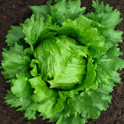 LETTUCE ROBINSON SEEDLING 6 PACK