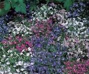 LOBELIA MIX SEEDLINGS 6 PACK