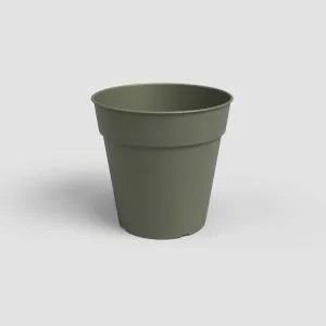 MADAGASCAR TO GROW POT DRY GREEN