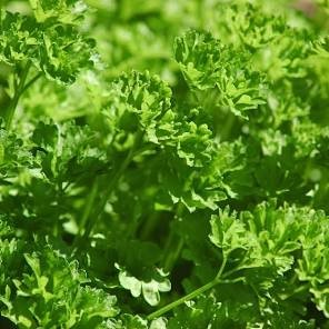 PARSLEY CURLED LEAF SEEDLINGS 6 PACK