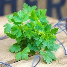 PARSLEY FLAT LEAF SEEDLINGS 6 PACK
