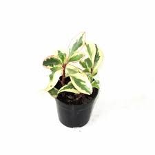 PEPEROMIA JULII 12CM