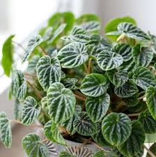 PEPEROMIA CAPERATA GREEN 15CM