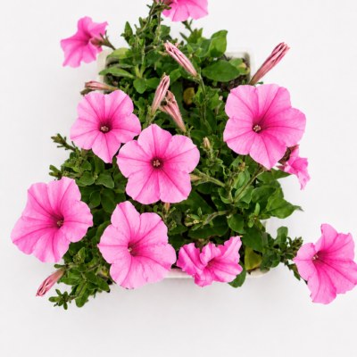 PETUNIA PINK 6 PACK
