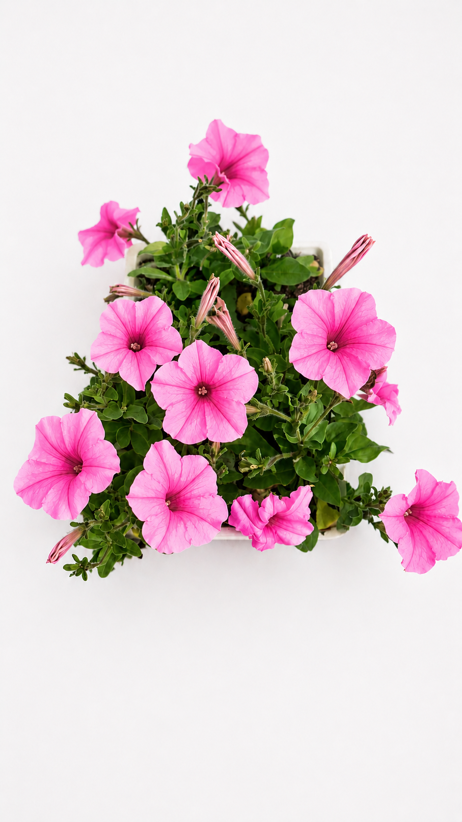 PETUNIA PINK 6 PACK