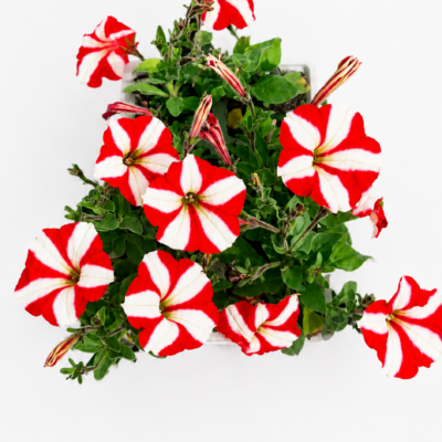 PETUNIA RED STAR 6 PACK