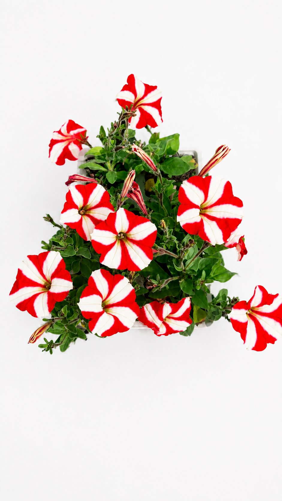 PETUNIA RED STAR 6 PACK