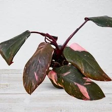 PHILODENDRON PINK PRINCESS 15CM