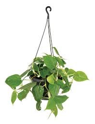 PHILODENDRON SCANDENS HB
