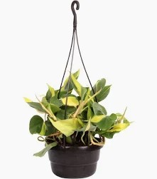 PHILODENDRON SCANDENS HANGING BASKET