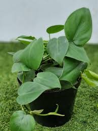 PHILODENDRON SCANDENS 14CM
