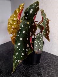 BEGONIA POLKA DOT POT