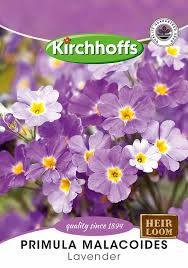 PRIMULA MALACOIDES LAVENDER SEEDS