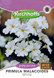 PRIMULA MALACOIDES WHITE SEEDS
