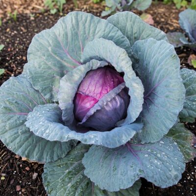 CABBAGE RED VARIOUS SEEDLINGS 6 PACK