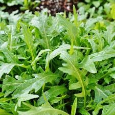 ROCKET SALAD SEEDLINGS 6 PACK