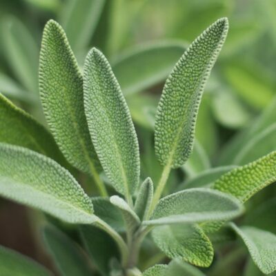 SAGE 6 PACK