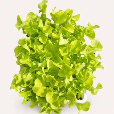 LETTUCE SALAD BOWL GREEN 6 PACK