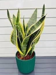 SANSEVERIA YELLOW POT