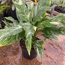 SPATHIPHYLLYM JET DIAMOND 12CM