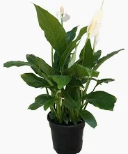 SPATHIPHYLLUM (PEACE LILLY) 14CM