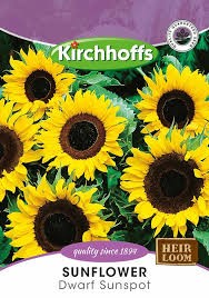 SUNFLOWER DWARF SUNSPOT SEEDS