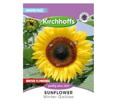 SUNFLOWER WINTER GALILEE BUMPER SEEDS
