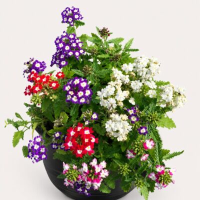 VERBENA MIX SEEDLINGS 6 PACK