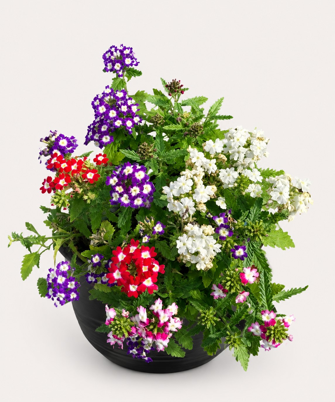 VERBENA MIX SEEDLINGS 6 PACK