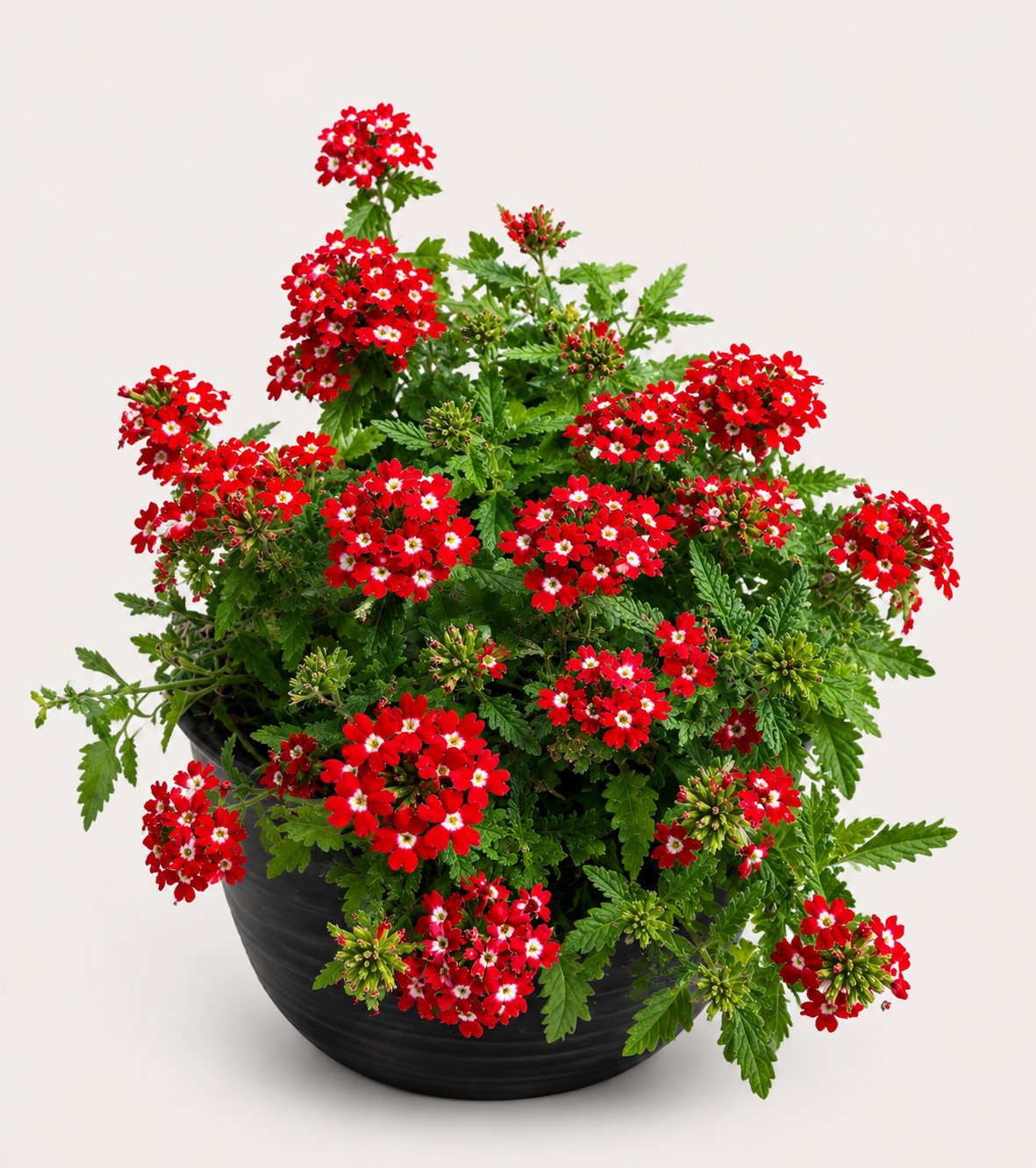 VERBENA RED 6 PACK