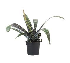 VRIESEA SPLENRIET 15CM