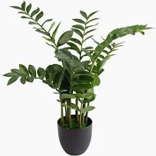 ZAMIOCULAS GREEN 15CM